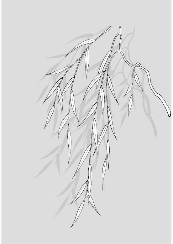 手绘柳树的画法图片