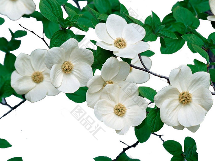 白色茱萸花素材 图品汇