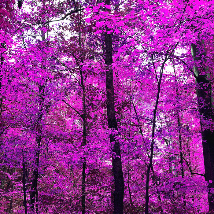 春天紫色的树图片