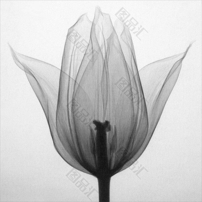 黑白透明花瓣装饰画5 图品汇