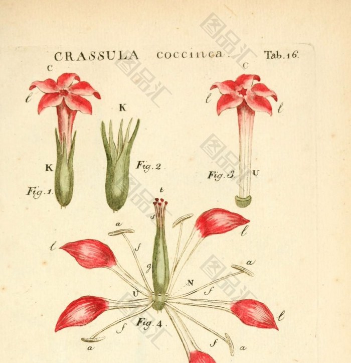 红花植物分解图 图品汇